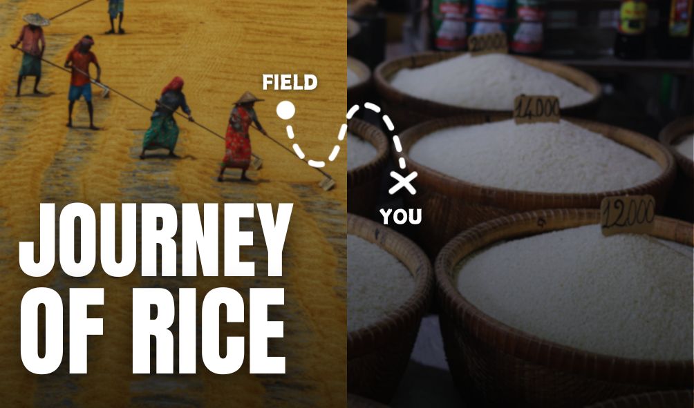 The Journey of Rice: From Field to Polished Perfection – Kothari Mill Store